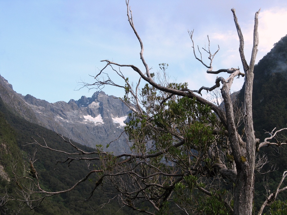 Tendril Tree